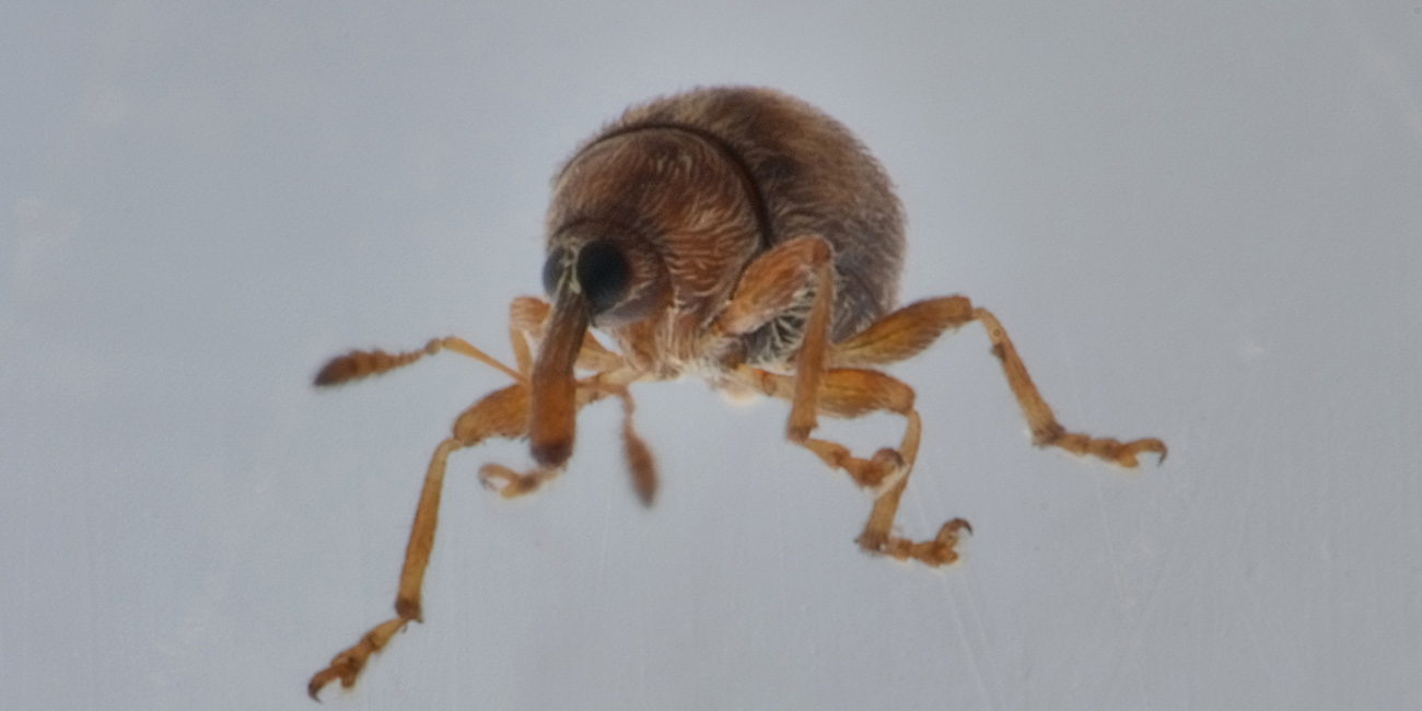 Nanophyes brevis (Nanophyidae) e Acalles parvulus temperei (Curculionidae)